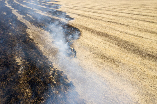 On the field after harvesting grain crops burning stubble and straw. Factors causing smoke in atmosphere and global warming. Smoke from burning of dry grass (drone image). Small animals are bending