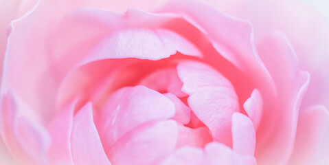 Obraz premium Soft focus, abstract floral background, pink rose flower petals. Macro flowers backdrop for holiday design