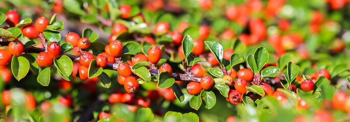 Many red fruits on the branches of a cotoneaster horizontalis bush in the garden in autumn © OLAYOLA