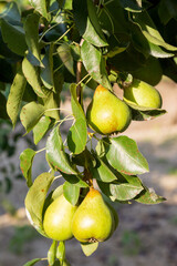 Ripen Pears on the Tree. Beautiful natural pears weigh on a pear tree, twigs and leaves. Healthy Organic Pears. Juicy flavorful pears of nature background. Pear on a branch. A pear on a tree (growing)