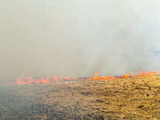 On the field after harvesting grain crops burning stubble and straw. Factors causing smoke in atmosphere and global warming. Smoke from burning of dry grass (drone image). Small animals are bending