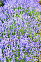 Obraz premium Lavender's blooming. Purple lavender field in summer, on a sunny day, Provence. Selective focus. Bokeh and close-up view.