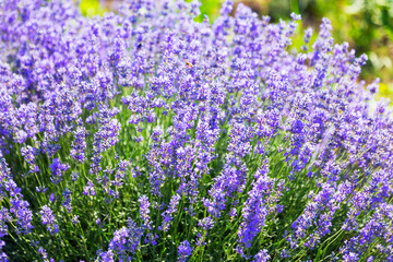 Fototapeta premium Lavender's blooming. Purple lavender field in summer, on a sunny day, Provence. Selective focus. Bokeh and close-up view.