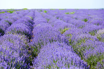 Naklejka na ściany i meble Lavender's blooming. Purple lavender field in summer, on a sunny day, Provence. Selective focus. Bokeh and close-up view.
