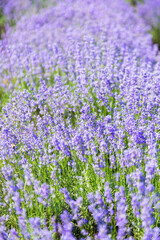 Fototapeta premium Lavender's blooming. Purple lavender field in summer, on a sunny day, Provence. Selective focus. Bokeh and close-up view.