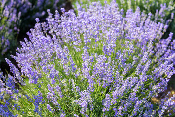 Fototapeta premium Lavender's blooming. Purple lavender field in summer, on a sunny day, Provence. Selective focus. Bokeh and close-up view.