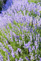 Naklejka premium Lavender's blooming. Purple lavender field in summer, on a sunny day, Provence. Selective focus. Bokeh and close-up view.
