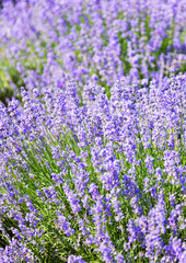 Lavender's blooming. Purple lavender field in summer, on a sunny day, Provence. Selective focus. Bokeh and close-up view.