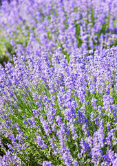 Obraz premium Lavender's blooming. Purple lavender field in summer, on a sunny day, Provence. Selective focus. Bokeh and close-up view.