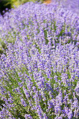 Lavender's blooming. Purple lavender field in summer, on a sunny day, Provence. Selective focus. Bokeh and close-up view.