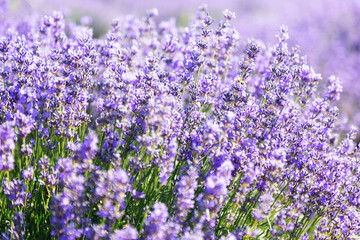 Naklejka premium Lavender's blooming. Purple lavender field in summer, on a sunny day, Provence. Selective focus. Bokeh and close-up view.