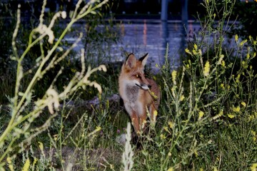 fox in the grass