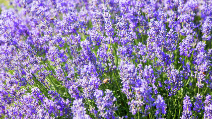 Fototapeta premium Lavender's blooming. Purple lavender field in summer, on a sunny day, Provence. Selective focus. Bokeh and close-up view.