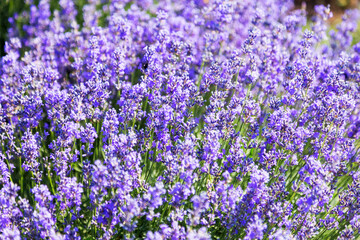 Fototapeta premium Lavender's blooming. Purple lavender field in summer, on a sunny day, Provence. Selective focus. Bokeh and close-up view.