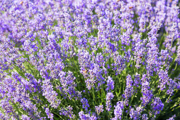 Lavender's blooming. Purple lavender field in summer, on a sunny day, Provence. Selective focus. Bokeh and close-up view.