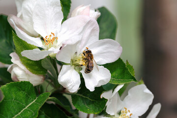 Honey Bee Pollinating Apple Blossoms. Spring blossoms, apple blossoms in spring. Blossom apple over nature background. Selective focus