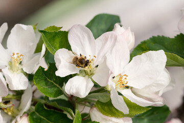 Honey Bee Pollinating Apple Blossoms. Spring blossoms, apple blossoms in spring. Blossom apple over nature background. Selective focus