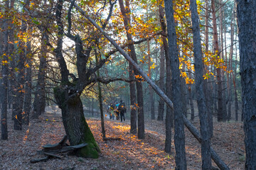 group of hikers walk in a autumn forest