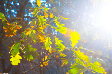 closeup red oak tree branch in the autumn forest in a sunlight, autumn natural background