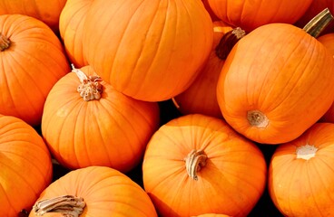 Halloween celebrant's background.