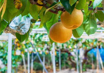 岡山の梨農園
