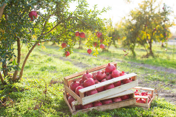 Pomegranate harvest in wooden box in beautiful garden