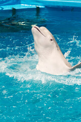 Friendly beluga whale or white whale in water. Beluga whale white dolphin portrait while coming to you. © Elena