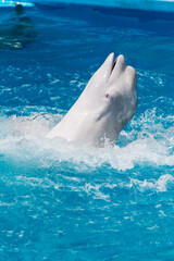 Fototapeta premium Friendly beluga whale or white whale in water. Beluga whale white dolphin portrait while coming to you.