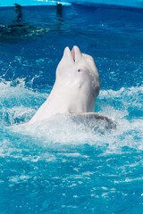 Obraz premium Friendly beluga whale or white whale in water. Beluga whale white dolphin portrait while coming to you.