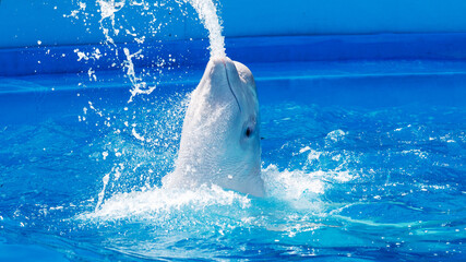 Friendly beluga whale or white whale in water. Beluga whale white dolphin portrait while coming to you. © Elena