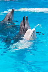dolphins and  white beluga whale in clear blue water.