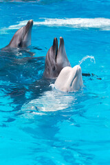 Obraz premium dolphins and white beluga whale in clear blue water.