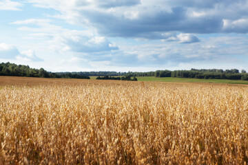 Oat cereal fields with blue sky on a sunny summer day before harvest.
