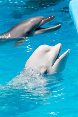 Naklejka premium dolphins and white beluga whale in clear blue water.