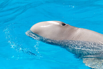 Friendly beluga whale or white whale in water. Beluga whale white dolphin portrait while coming to you. © Elena