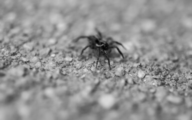 spider on the ground