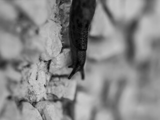 Slug on a wall
