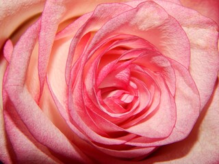 Fototapeta na wymiar Close up of rose flower. Pink rose, red rose, rose background, rose in nature, rose images, portrait of red rose, micro shot of rose,flower head of red rose texture.