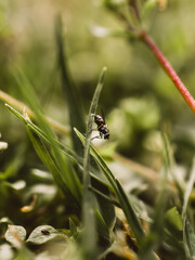 Fly on the grass