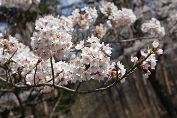 満開の桜