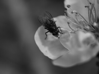 Fly on a flower