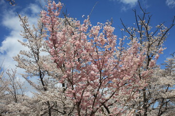 鮮やかに咲き誇る桜