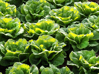 Cabbage field with young cabbage