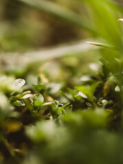 Closeup of green plants