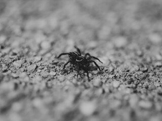 spider on the ground