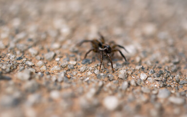 spider on the ground