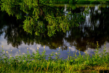 Coniferous branch near pond with reflection of green trees in park in bright sun light, sunset, grassy shore