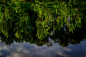 Obraz na płótnie Canvas Coniferous branch near pond with reflection of green trees in park in bright sun light, sunset