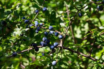 Blue fruits or berries of blackthorn, also called Prunus spinosa or Schlehdorn