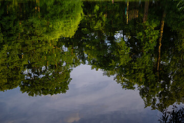 Obraz premium pond with reflection of green trees and blue sky with clouds in park in light of sunset, summer park, forest